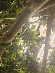 Growreport Bild 100
