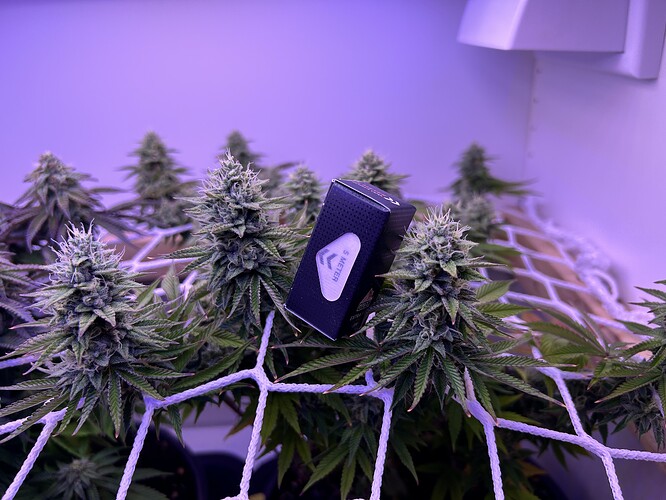 Mehrere Cannabis-Pflanzen in der Blütephase unter einem Scrog-Netz, mit einer kleinen schwarzen Box in der Mitte.