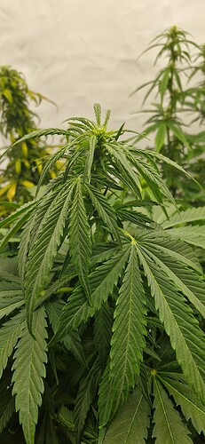 Growreport Bild 29