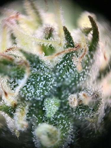 Growreport Bild 27