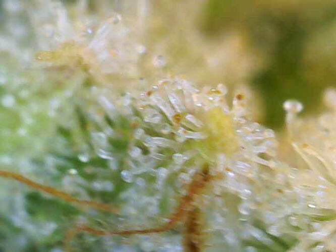 Growreport Bild 25