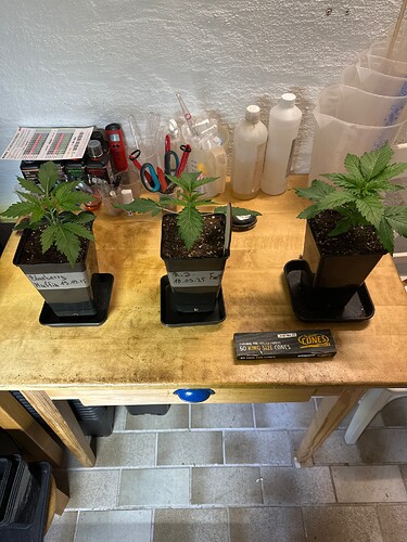 Growreport Bild 35