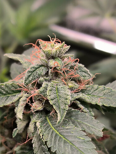 Growreport Bild 4
