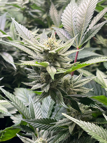 Growreport Bild 5