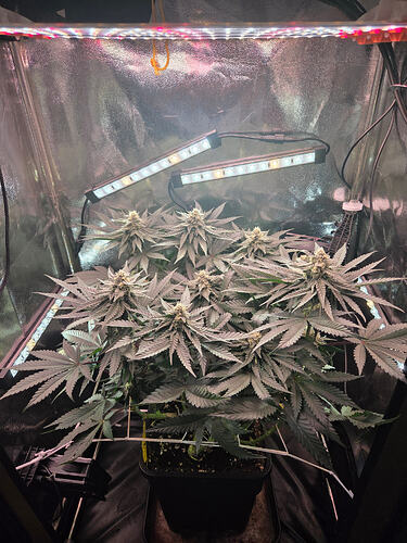 Eine Cannabis-Pflanze in der Blütephase in einem Growzelt unter LED-Beleuchtung.