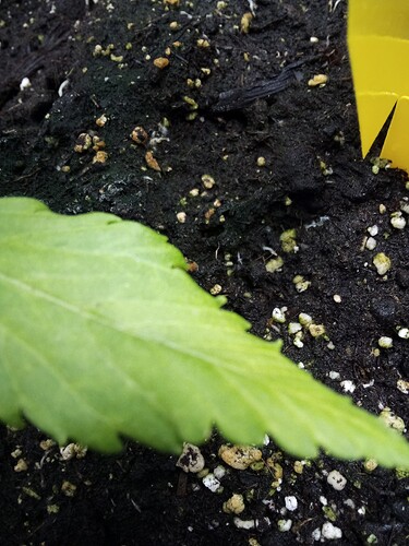 IMG_2025-04-01-20-35-56-324