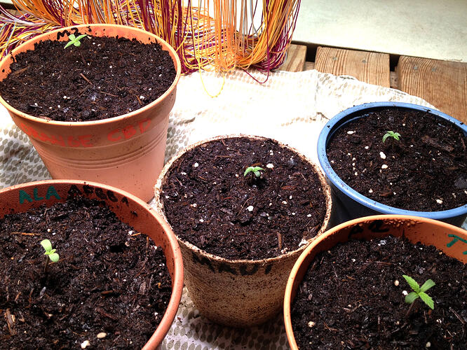 Grow26_0511_3