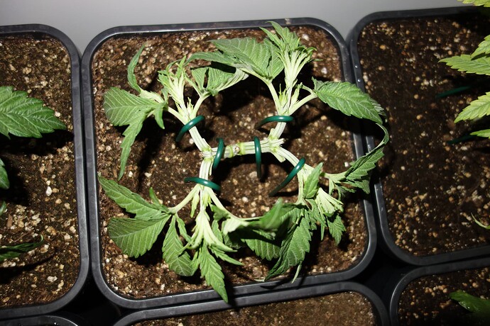 Growreport Bild 11
