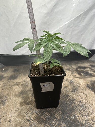 Growreport Bild 24