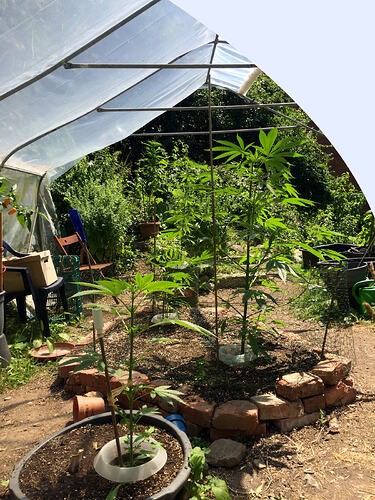 Grow26071002