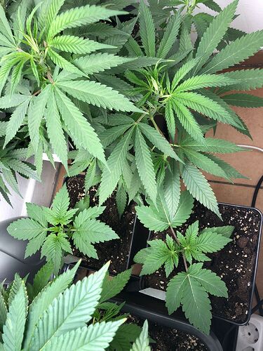 Growreport Bild 5