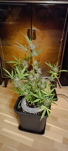 IMG_20240830_222703