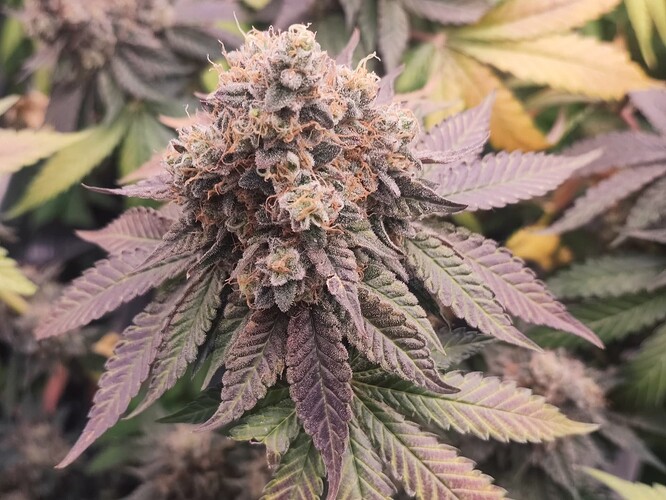 Growreport Bild 81