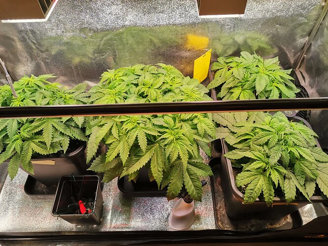 Mix grow,BT6 (3)
