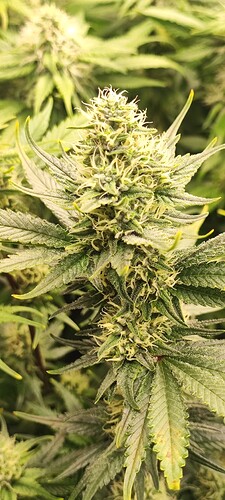 Growreport Bild 24