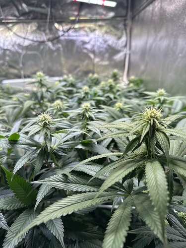 Growreport Bild 25