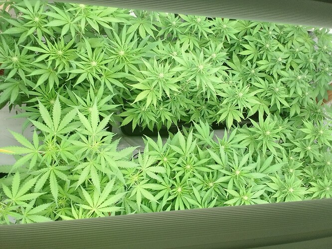 Growreport Bild 3