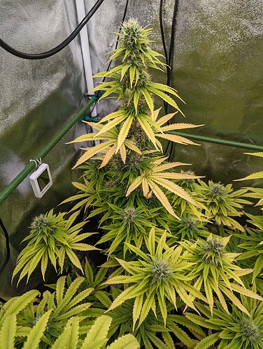 PXL_20240616_161927364