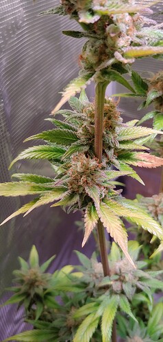 Growreport Bild 4