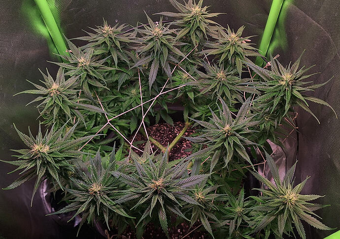 Growreport Bild 1
