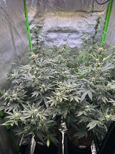 Growreport Bild 1