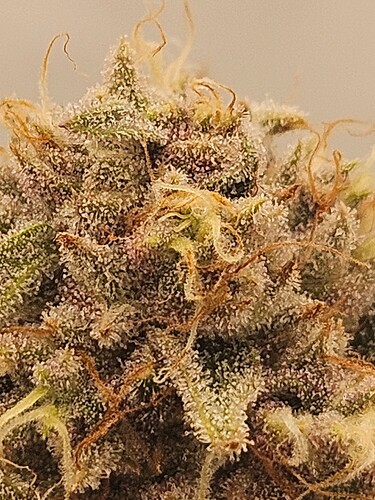 Growreport Bild 8
