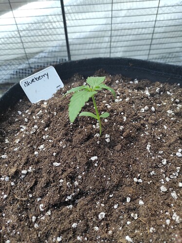 Growreport Bild 2