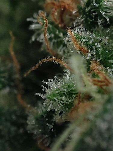 Growreport Bild 84