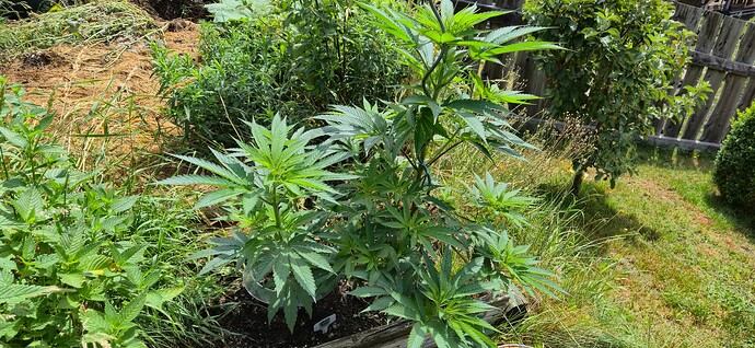 Growreport Bild 1