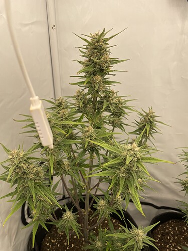 Growreport Bild 1