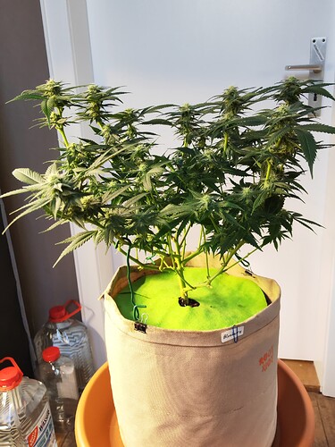 Growreport Bild 4