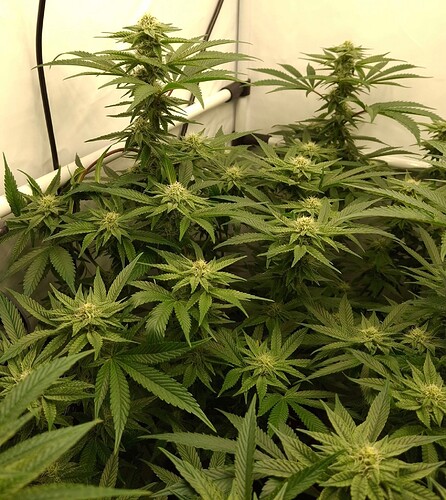 475469463_122165768828293599_158757188215659082_n