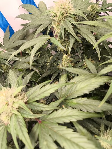 Growreport Bild 6