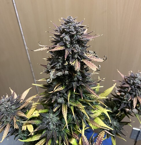 Growreport Bild 11
