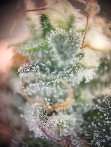 Growreport Bild 26