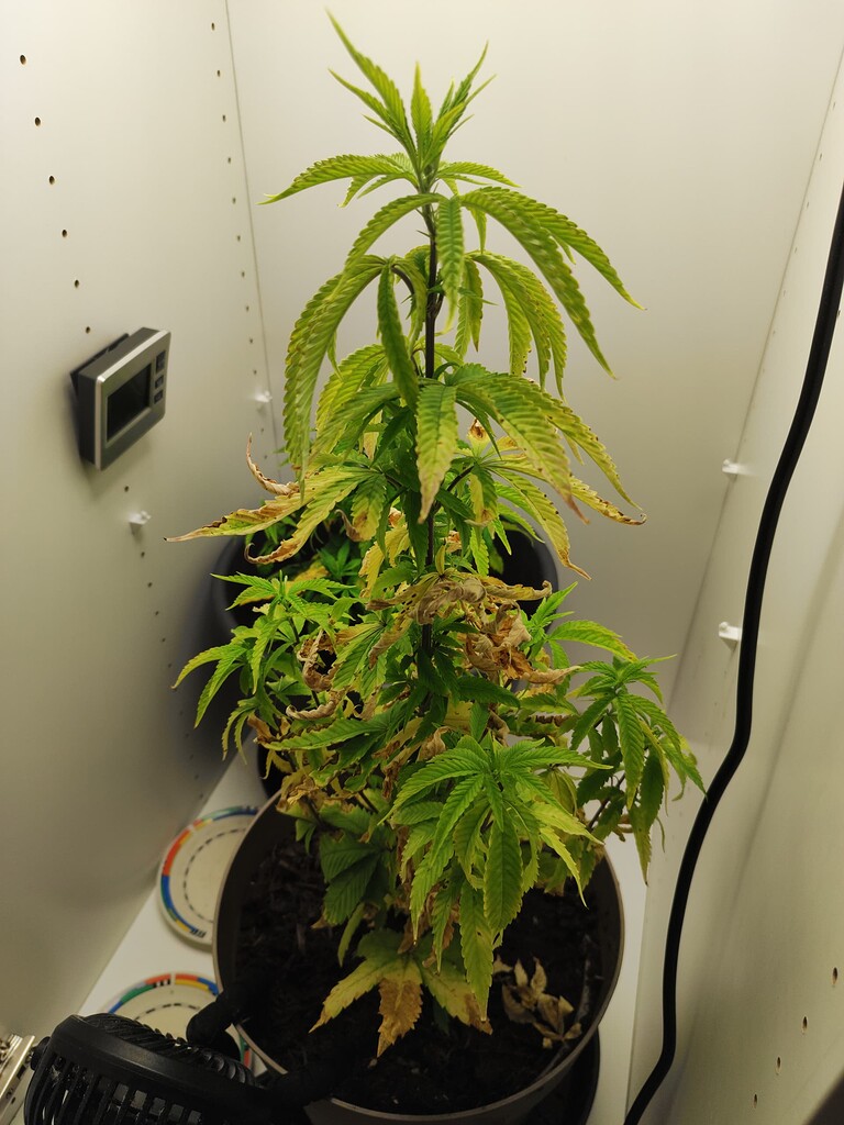 Blätter vertrocknen und sind hellgrün GrowProbleme Forum