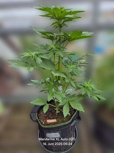 Mandarine XL Auto (Ganja Farmer)