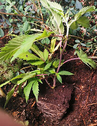 IMG_20260225_1532191