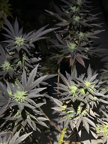 Growreport Bild 9