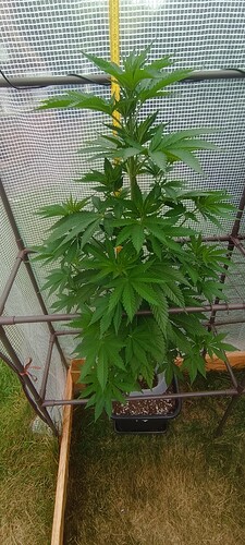 IMG_20240710_151213