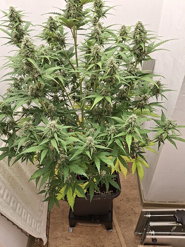 Growreport Bild 165