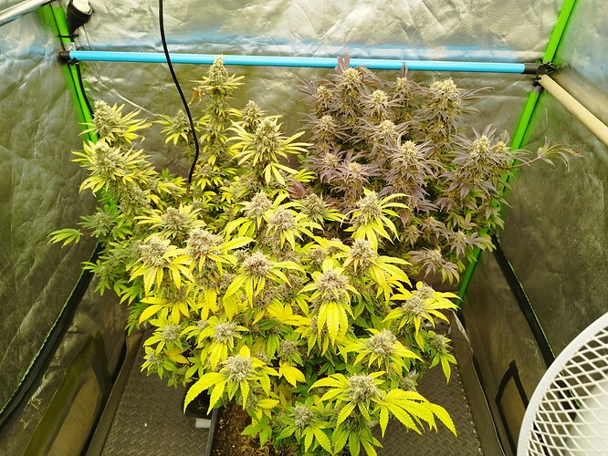 Anesia Tag 110 , BT 70