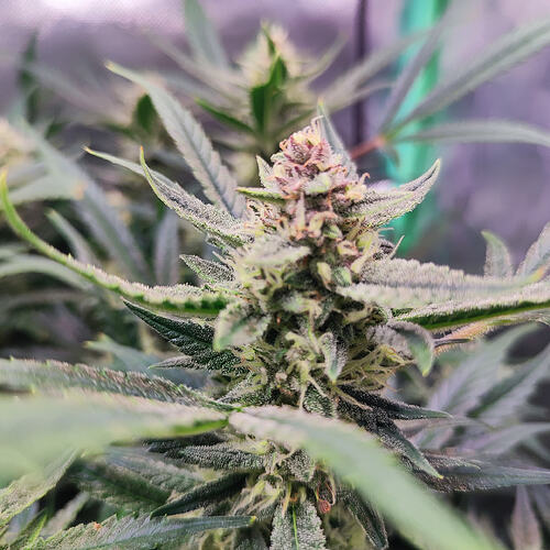 Growreport Bild 4