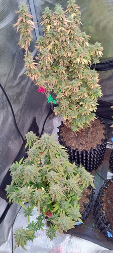 IMG_20260101_204017154_HDR