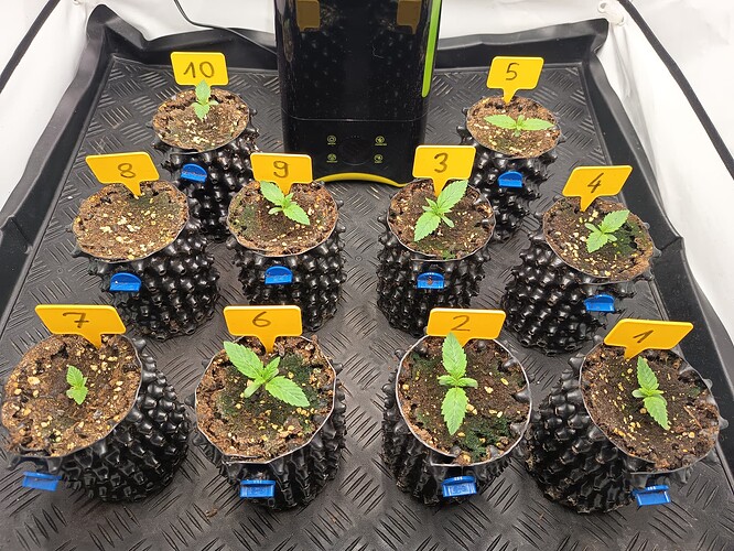 Growreport Bild 3