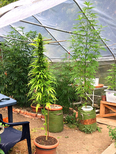 Grow26_0817_01