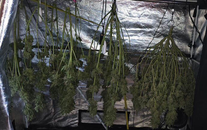 Growreport Bild 41