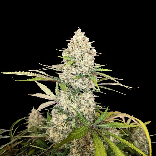 skywalker-og-gelato-auto