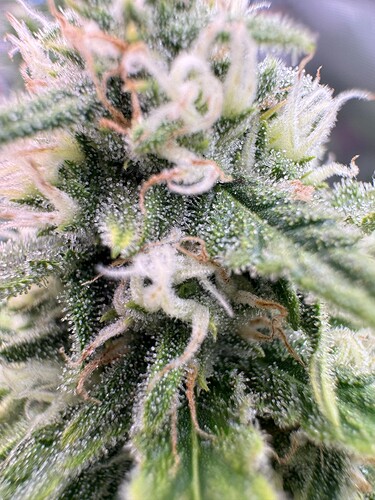 Growreport Bild 17