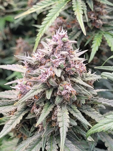 Growreport Bild 3